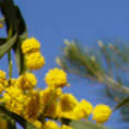 albero di mimosa